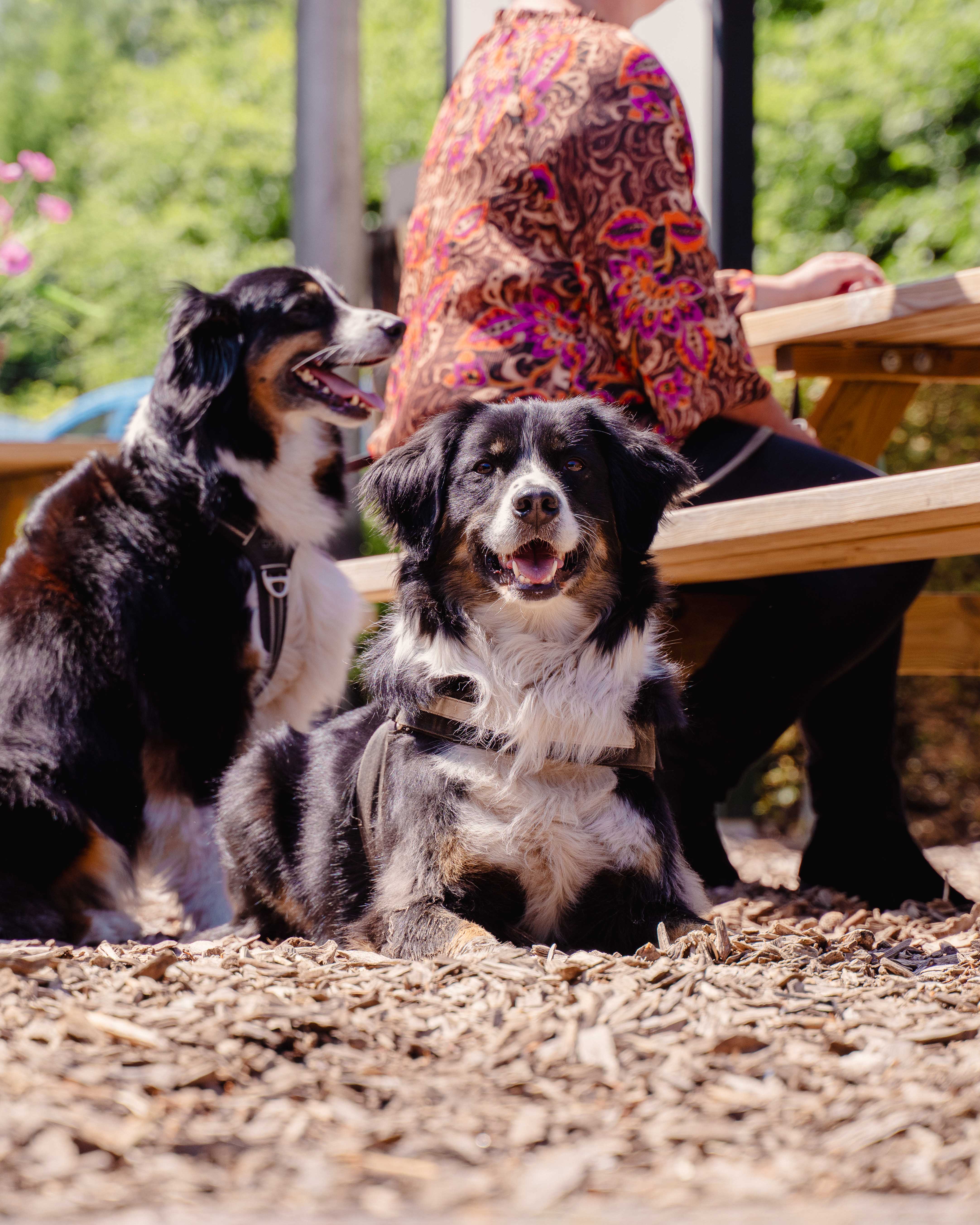 Hondvriendelijk terras